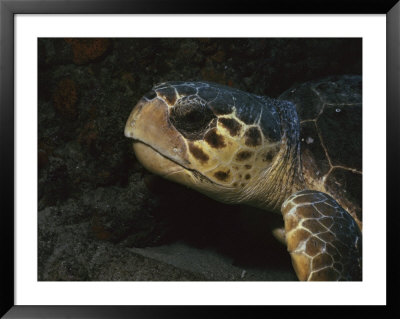 A Close View Of An Endangered Loggerhead Sea Turtle by Nick Caloyianis Pricing Limited Edition Print image