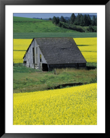 Barn In Canola Field, Idaho by Darrell Gulin Pricing Limited Edition Print image
