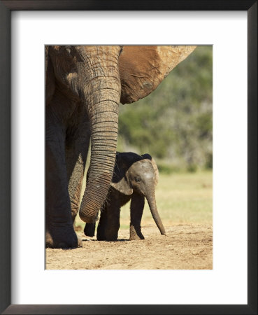 Mother And Baby African Elephant, Addo Elephant National Park, South Africa, Africa by James Hager Pricing Limited Edition Print image