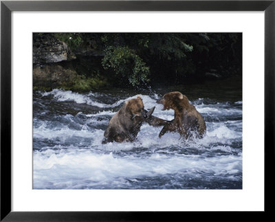 A Pair Of Grizzly Bears (Ursus Arctos Horribilis) Fight As They Catch Fish In The Brooks River by Paul Nicklen Pricing Limited Edition Print image