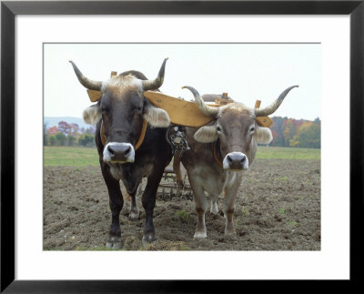 Close-Up Of Two Oxen Pulling A Plough In A Shaker Village, New England, Usa by Fraser Hall Pricing Limited Edition Print image