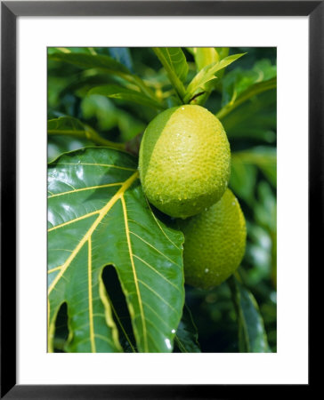 Breadfruit, Taipivai Bay, Nuku Hiva Island, Marquesas Islands Archipelago, French Polynesia by J P De Manne Pricing Limited Edition Print image