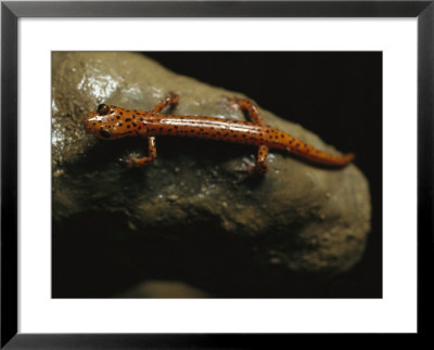 Cave Salamander Sits In Cagle Chasm Complex, A Cave In Tennessee by Stephen Alvarez Pricing Limited Edition Print image