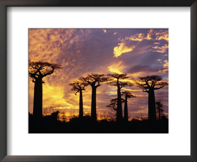 Giant Baobabs (Adansonia Grandidieri), Toliara, Madagascar by Karl Lehmann Pricing Limited Edition Print image