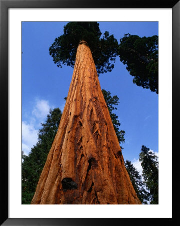 Giant Tree, Sequoia National Park, California, Usa by Roberto Gerometta Pricing Limited Edition Print image