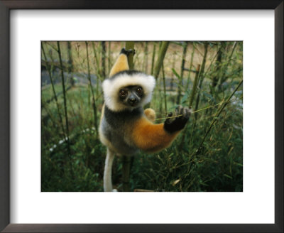 Diademed Sifaka Lemur by Stephen Alvarez Pricing Limited Edition Print image