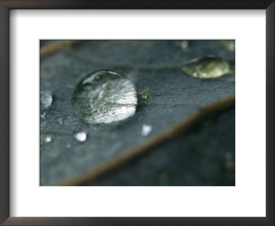 Water Drop On A Leaf by Stephen Alvarez Pricing Limited Edition Print image