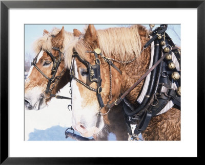 Belgian Draft Horses In Winter, Wi by Sally Moskol Pricing Limited Edition Print image