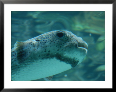 Fish, Mexico - Mayan Riviera by Keith Levit Pricing Limited Edition Print image