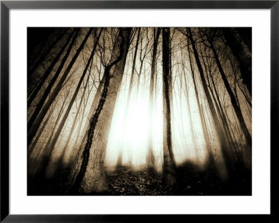 Sunlight Shining Through Dense Forest by Jan Lakey Pricing Limited Edition Print image