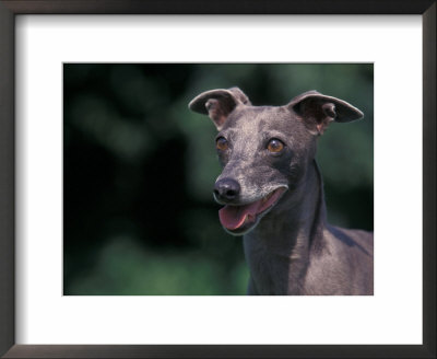 Whippet Panting by Adriano Bacchella Pricing Limited Edition Print image