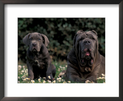 Black Neopolitan Mastiff With Puppy by Adriano Bacchella Pricing Limited Edition Print image