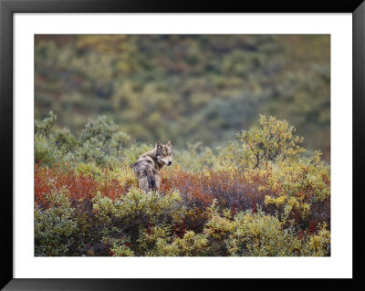 An Arctic Wolf Rests Among Wildflowers by Paul Nicklen Pricing Limited Edition Print image