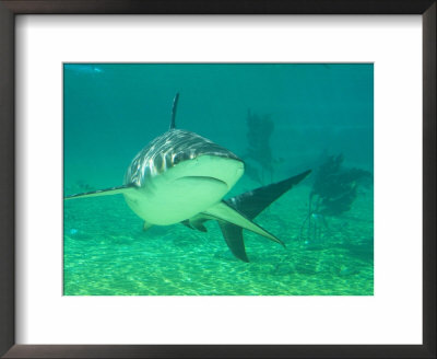 Shark, Sea World, Gold Coast, Queensland, Australia by David Wall Pricing Limited Edition Print image