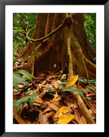 Root Buttress In Jungle On The Osa Peninsula, Corcovado National Park, Puntarenas, Costa Rica by Ralph Lee Hopkins Pricing Limited Edition Print image