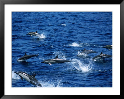 Dolphins Keeping Pace With A Ship, Galapagos, Ecuador by Ralph Lee Hopkins Pricing Limited Edition Print image