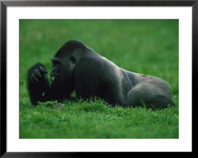 Western Lowland Gorilla Nibbling On Vegetation by Michael Nichols Pricing Limited Edition Print image