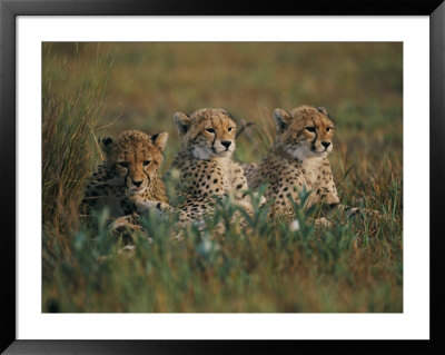 A Portrait Of Three African Cheetahs Resting In The Grass by Chris Johns Pricing Limited Edition Print image