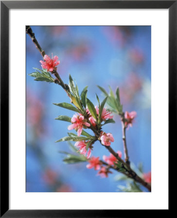 Peach Blossoms by Len Delessio Pricing Limited Edition Print image