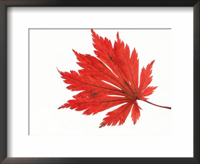Japanese Maple Leaf In Autumn Colours by Petra Wegner Pricing Limited Edition Print image