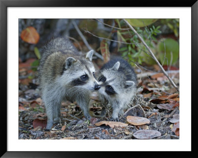 Young Raccoon Kissing Adult, Ding Darling National Wildlife Refuge, Sanibel, Florida, Usa by Arthur Morris Pricing Limited Edition Print image