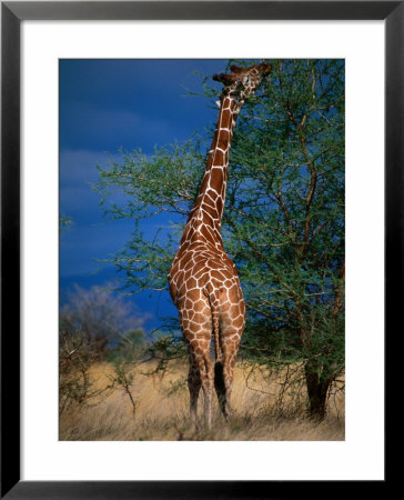 Reticulated Giraffe Eating From Tall Branch, Meru National Park, Eastern, Kenya by Ariadne Van Zandbergen Pricing Limited Edition Print image
