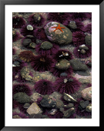 Purple Sea Urchins And Star Fish, Salt Creek Recreational Area, Washington, Usa by Jamie & Judy Wild Pricing Limited Edition Print image