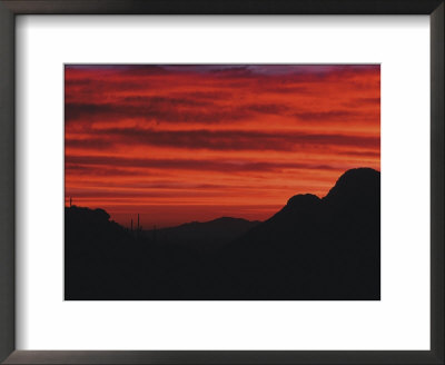 Sonora Desert, Saguaro National Park, Arizona, Usa by Dee Ann Pederson Pricing Limited Edition Print image