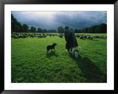 A Shepherd And His Dogs Tend Their Flock Of Sheep by Sisse Brimberg Pricing Limited Edition Print image