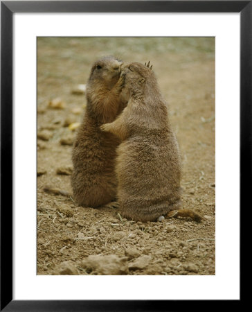 National Zoo Prairie Dogs Show Affection By Kissing by Brian Gordon Green Pricing Limited Edition Print image