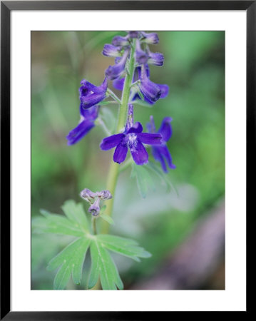 Close View Of A Blue Phlox In Bloom by Stephen Alvarez Pricing Limited Edition Print image