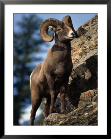 Rocky Mountain Bighorn Sheep On Side Of Mountain, Yellowstone National Park, Usa by Carol Polich Pricing Limited Edition Print image