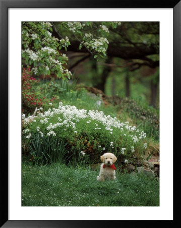 8-Week-Old Golden Retriever Puppy In Garden by Frank Siteman Pricing Limited Edition Print image