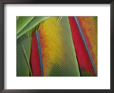 Extreme Close Up Of Bright Bird Feathers by George Grall Pricing Limited Edition Print image