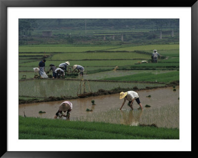 Rice Farmers In Paddies, Guangxi, China by Raymond Gehman Pricing Limited Edition Print image