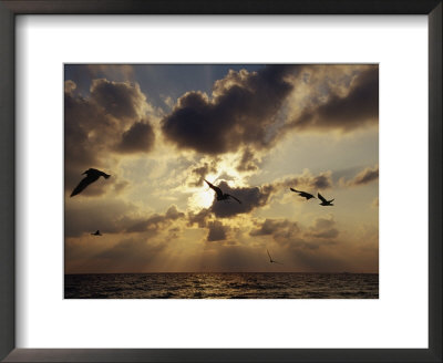 Seagulls, Sunrise, Atlantic Shore by Jeff Greenberg Pricing Limited Edition Print image