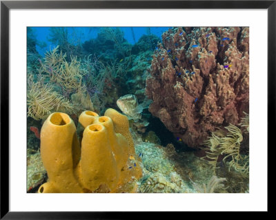 Couple Scuba Diving, Sponge Formations, Half Moon Caye, Barrier Reef, Belize by Stuart Westmoreland Pricing Limited Edition Print image