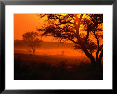 Sunset Over Trees In Park, Kgalagadi Transfrontier Park, South Africa by Carol Polich Pricing Limited Edition Print image