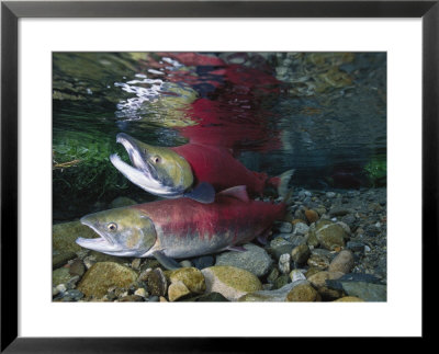 Red Salmon Fish, Also Known As Sockeye Salmon, Mating by Paul Nicklen Pricing Limited Edition Print image