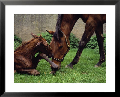 Mare With Newborn, County Limerick, Ireland by Jacque Denzer Parker Pricing Limited Edition Print image