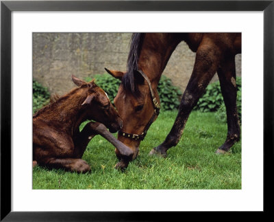 Mare With Newborn, County Limerick, Ireland by Jacque Denzer Parker Pricing Limited Edition Print image