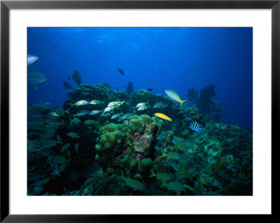 Coral Reef Scenic, Florida Keys, Fl by Larry Lipsky Pricing Limited Edition Print image