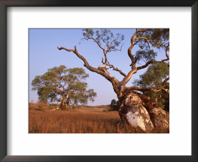 Red River Gum Tree, Eucalyptus Camaldulensis, Flinders Range, South Australia, Australia, Pacific by Neale Clarke Pricing Limited Edition Print image