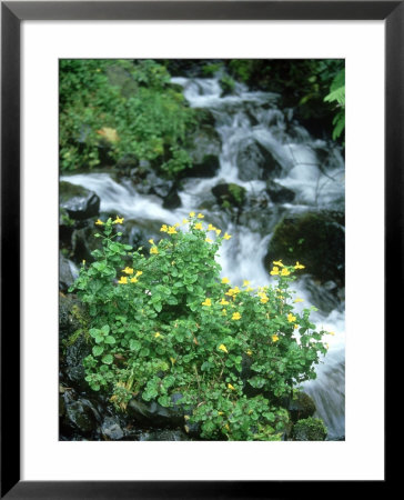 Mountain Monkey Flower, Oregon, Usa by Stan Osolinski Pricing Limited Edition Print image