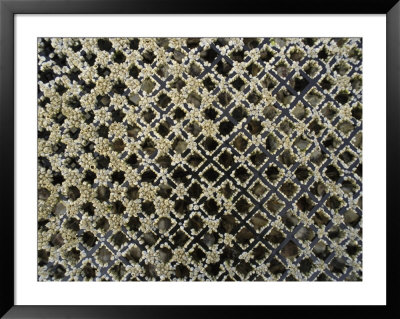 Barnacle Encrusted Grating Over An Oyster Bed by Darlyne A. Murawski Pricing Limited Edition Print image