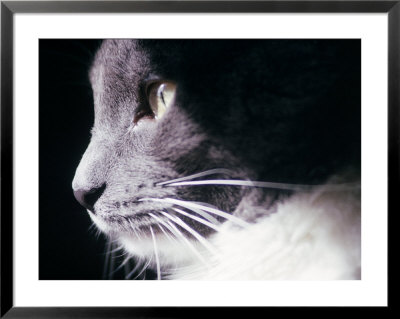 Portrait Of A Cat by Debra Cohn-Orbach Pricing Limited Edition Print image