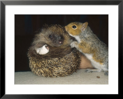 Hedgehog, And Grey Squirrel, Uk by Les Stocker Pricing Limited Edition Print image