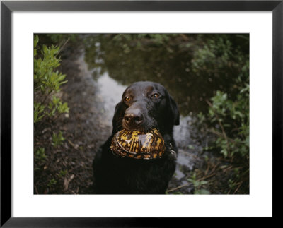 A Black Lab Named Cooper With A Turtle In His Mouth by Randy Olson Pricing Limited Edition Print image