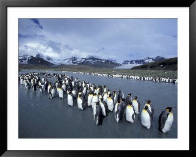 King Penguins On Cook Glacier, South Georgia Island, Antarctica by Hugh Rose Pricing Limited Edition Print image