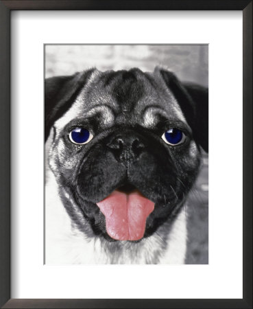 Portrait Of Dog With Hanging Tongue by Henryk T. Kaiser Pricing Limited Edition Print image